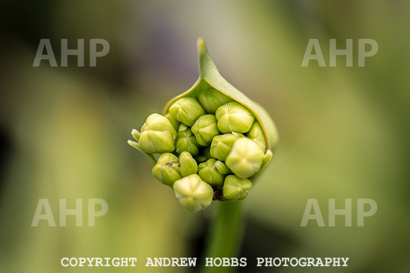 Atlantic Botanic-0862