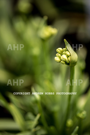 Atlantic Botanic-0863