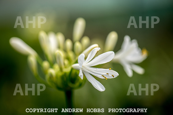 Atlantic Botanic-0865
