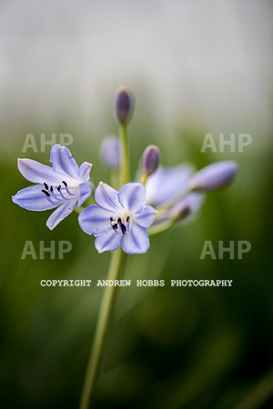 Atlantic Botanic-0870
