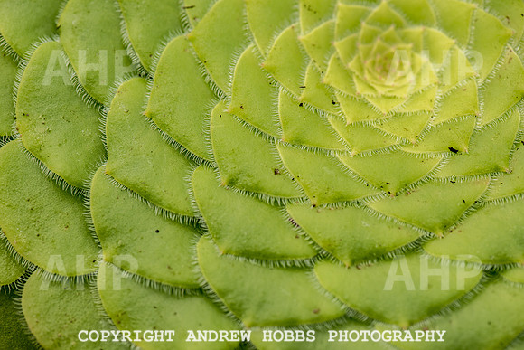 Atlantic Botanic-0872