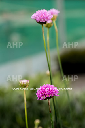 Atlantic Botanic-0873