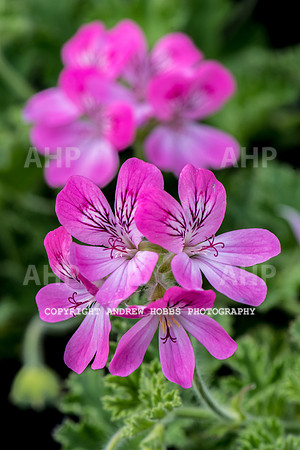 Atlantic Botanic-0877