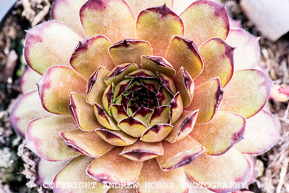 Atlantic Botanic-0878
