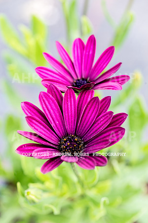 Atlantic Botanic-0879