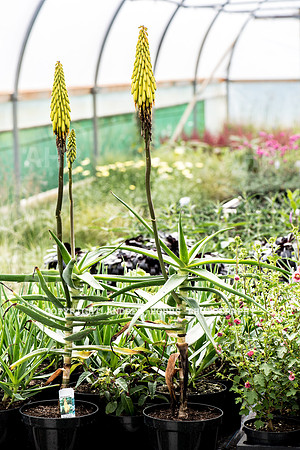 Atlantic Botanic-0881