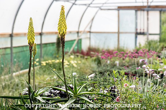 Atlantic Botanic-0882