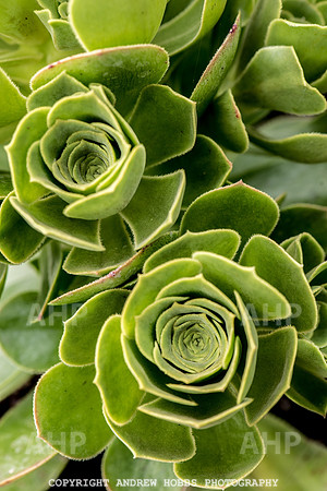 Atlantic Botanic-0884