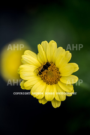 Atlantic Botanic-0891