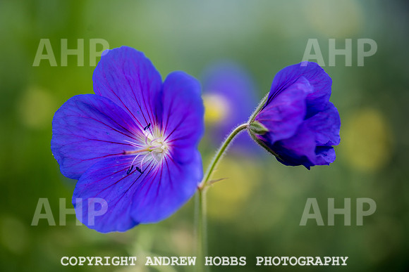 Atlantic Botanic-0892