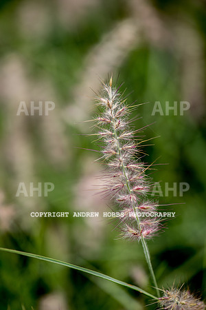 Atlantic Botanic-0895