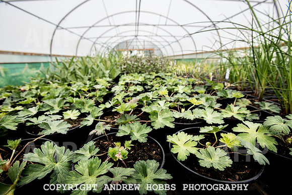 Atlantic Botanic-0898