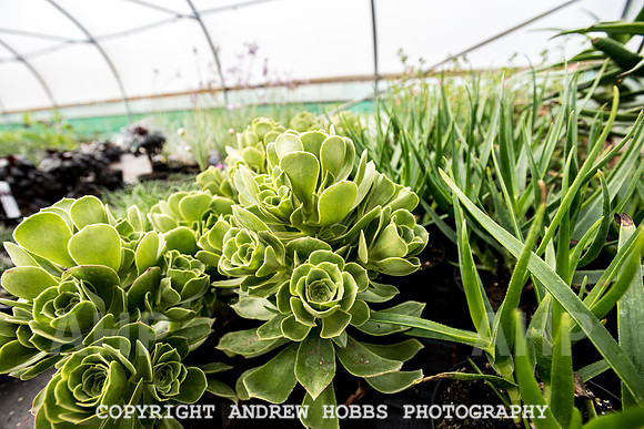 Atlantic Botanic-0901