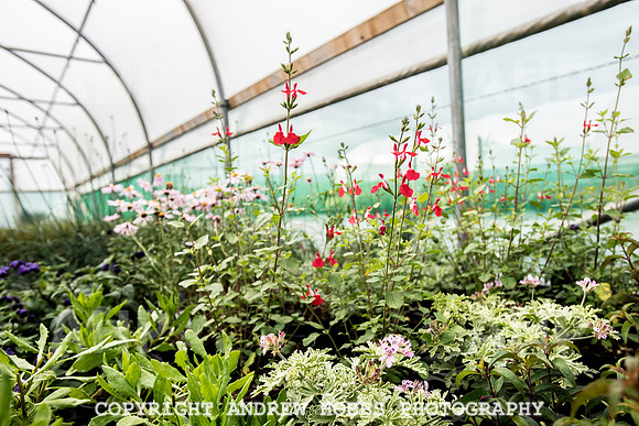 Atlantic Botanic-0904
