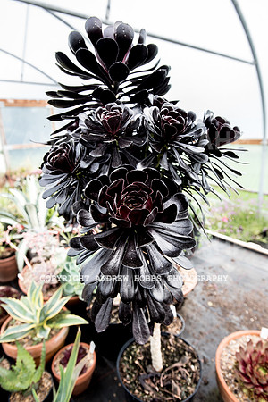Atlantic Botanic-0906