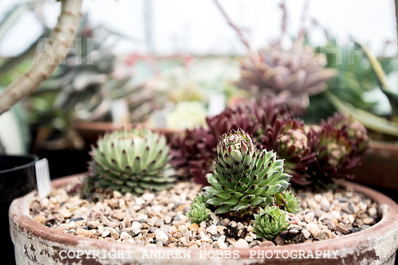 Atlantic Botanic-0908