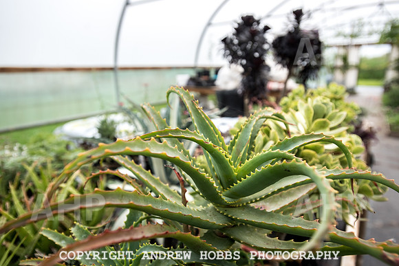 Atlantic Botanic-0909