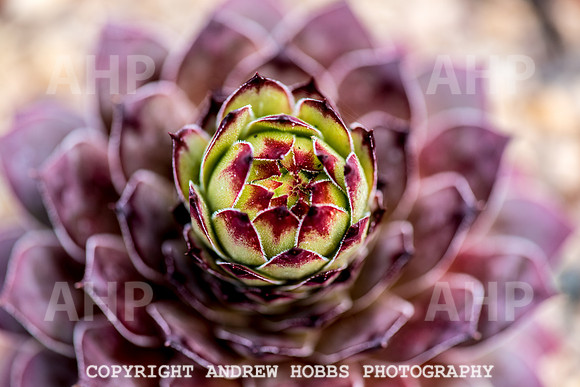 Atlantic Botanic-0912