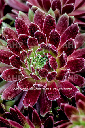 Atlantic Botanic-0914