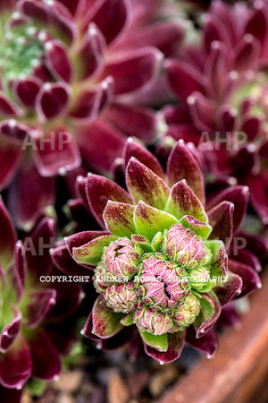 Atlantic Botanic-0915