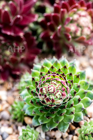 Atlantic Botanic-0916