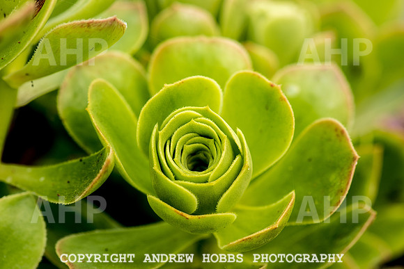Atlantic Botanic-0917