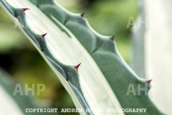 Atlantic Botanic-0919