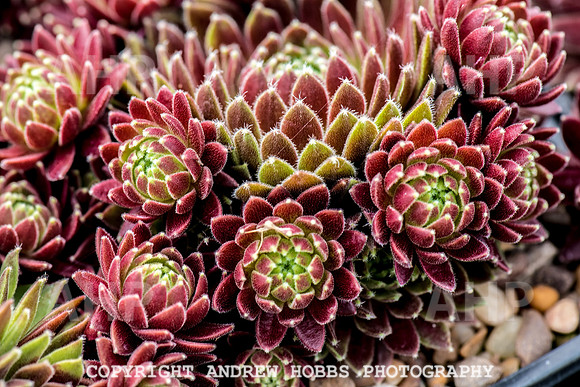 Atlantic Botanic-0923
