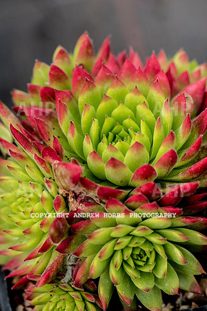 Atlantic Botanic-0926
