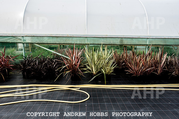 Atlantic Botanic-0936