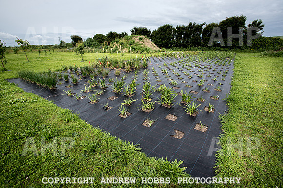 Atlantic Botanic-0948