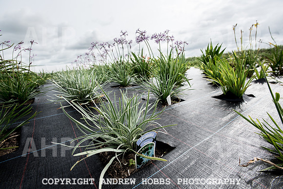 Atlantic Botanic-0951