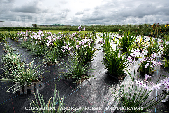Atlantic Botanic-0953