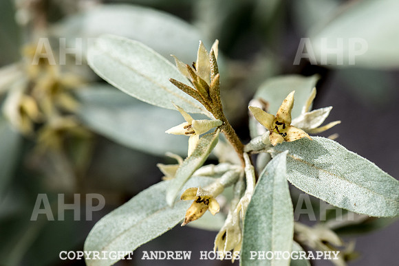 Atlantic Botanic-0969