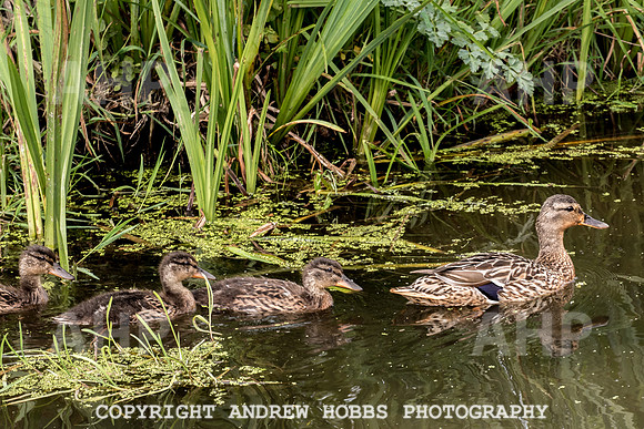 Atlantic Botanic-0985