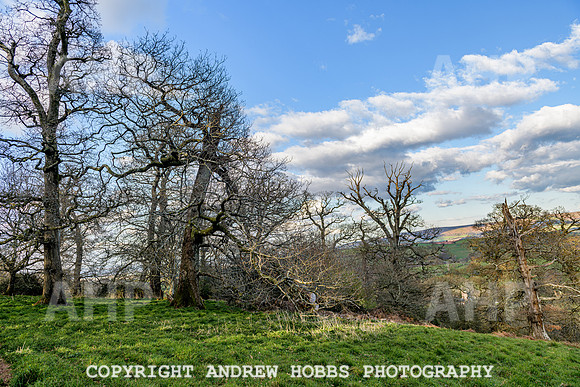 Nettlecombe Oaks - EM - March 2022-9657