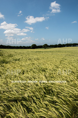 Brendon Hills-3391