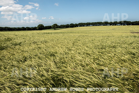 Brendon Hills-3392