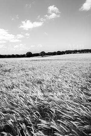 Brendon Hills-3395