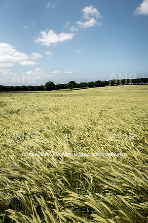 Brendon Hills-3396