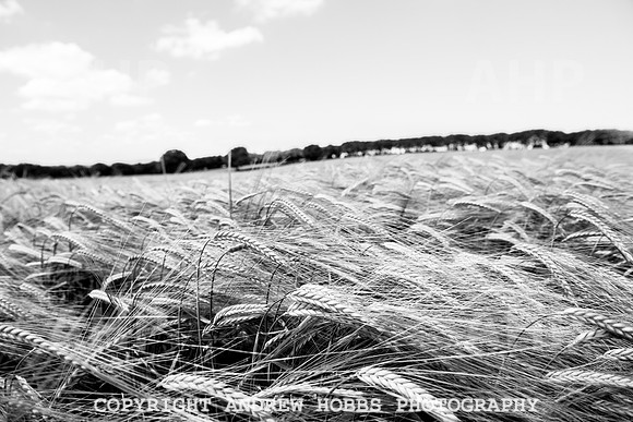 Brendon Hills-3399