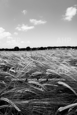 Brendon Hills-3403