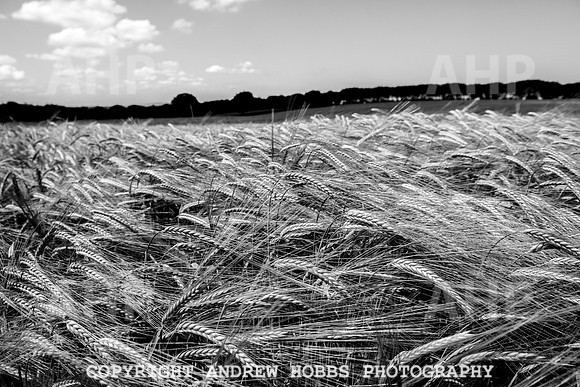 Brendon Hills-3407