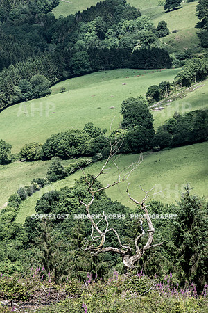 Brendon Hills-3432