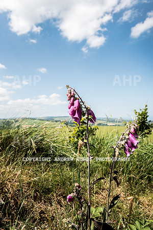 Brendon Hills-3448