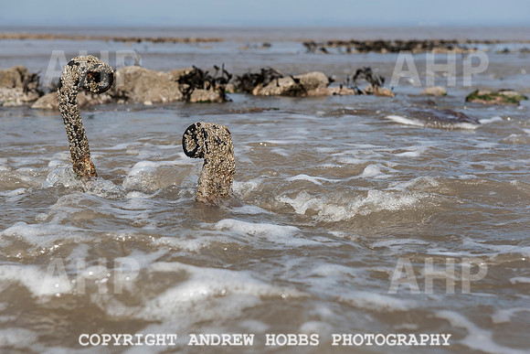 Somerset's Lowest Tide 200 years 025
