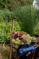 Taunton Flower Show 2014 009