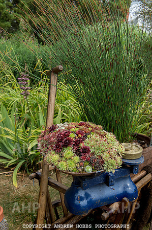Taunton Flower Show 2014 009