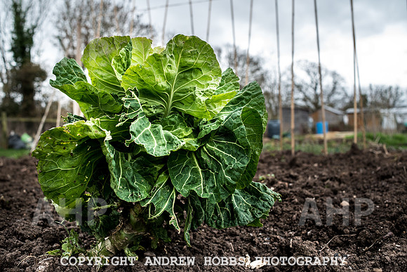 Williton Allotment-6943