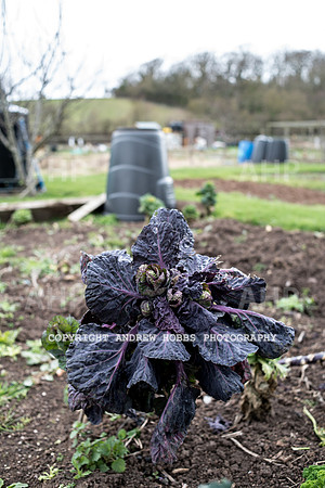Williton Allotment-6944